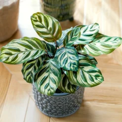 Calathea makoyana - Le feuillage qui change tout