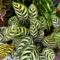 Calathea makoyana - Le feuillage qui change tout
