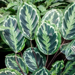 Calathea 'Medaillon' XL - Feuillage graphique garanti