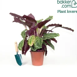 Calathea 'Medaillon' XL - Feuillage graphique garanti