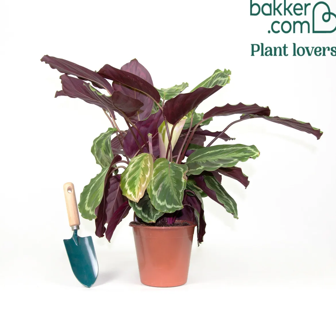 Calathea 'Medaillon' XL - Feuillage graphique garanti