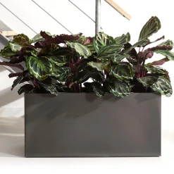 Calathea 'Medaillon' XL - Feuillage graphique garanti
