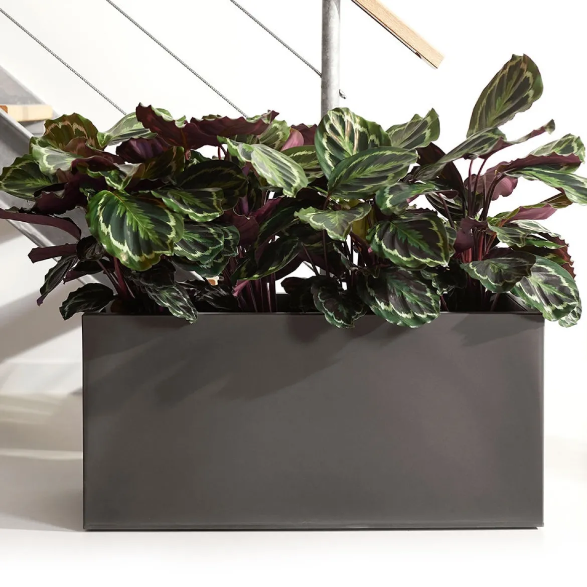 Calathea 'Medaillon' XL - Feuillage graphique garanti