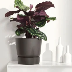 Calathea 'Medaillon' XL - Feuillage graphique garanti