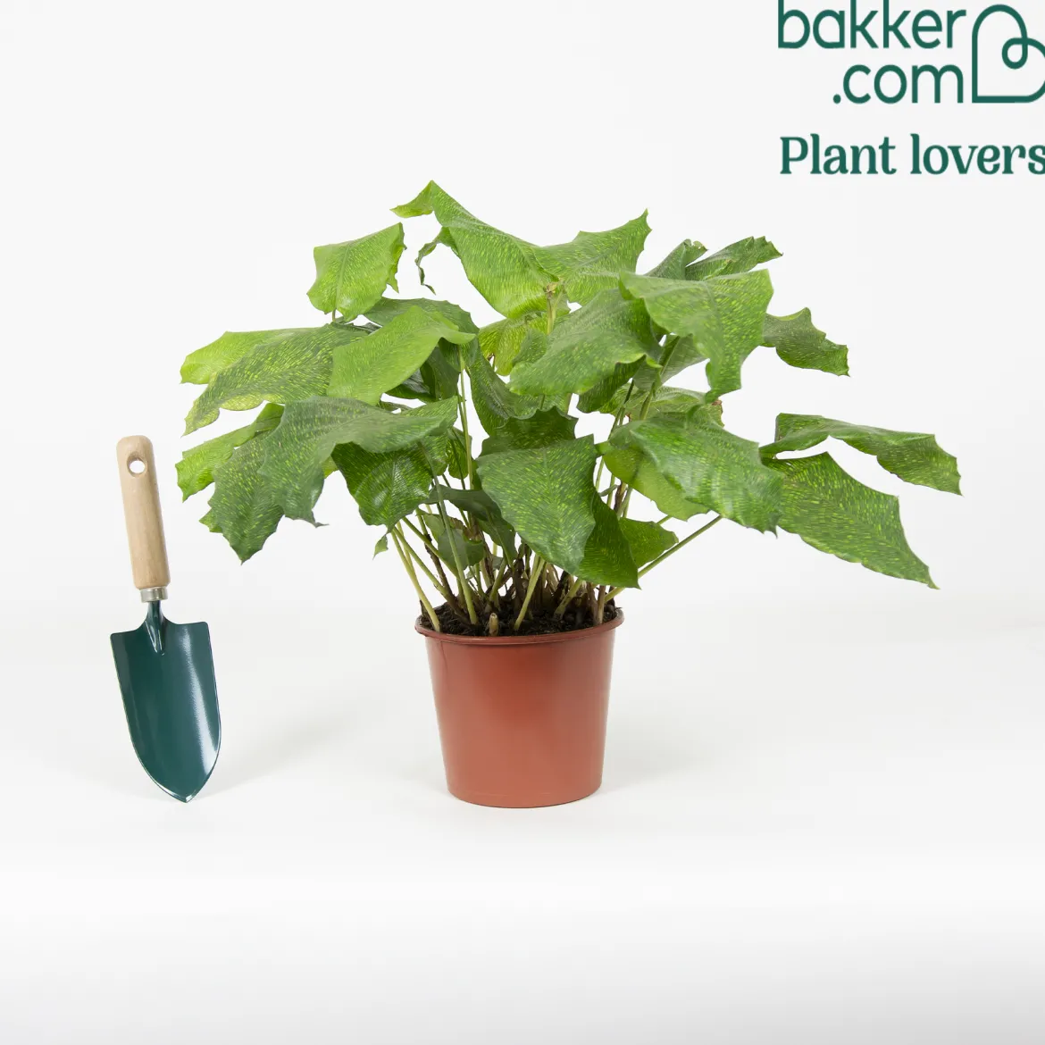 Calathea 'Network' - Un feuillage graphique unique