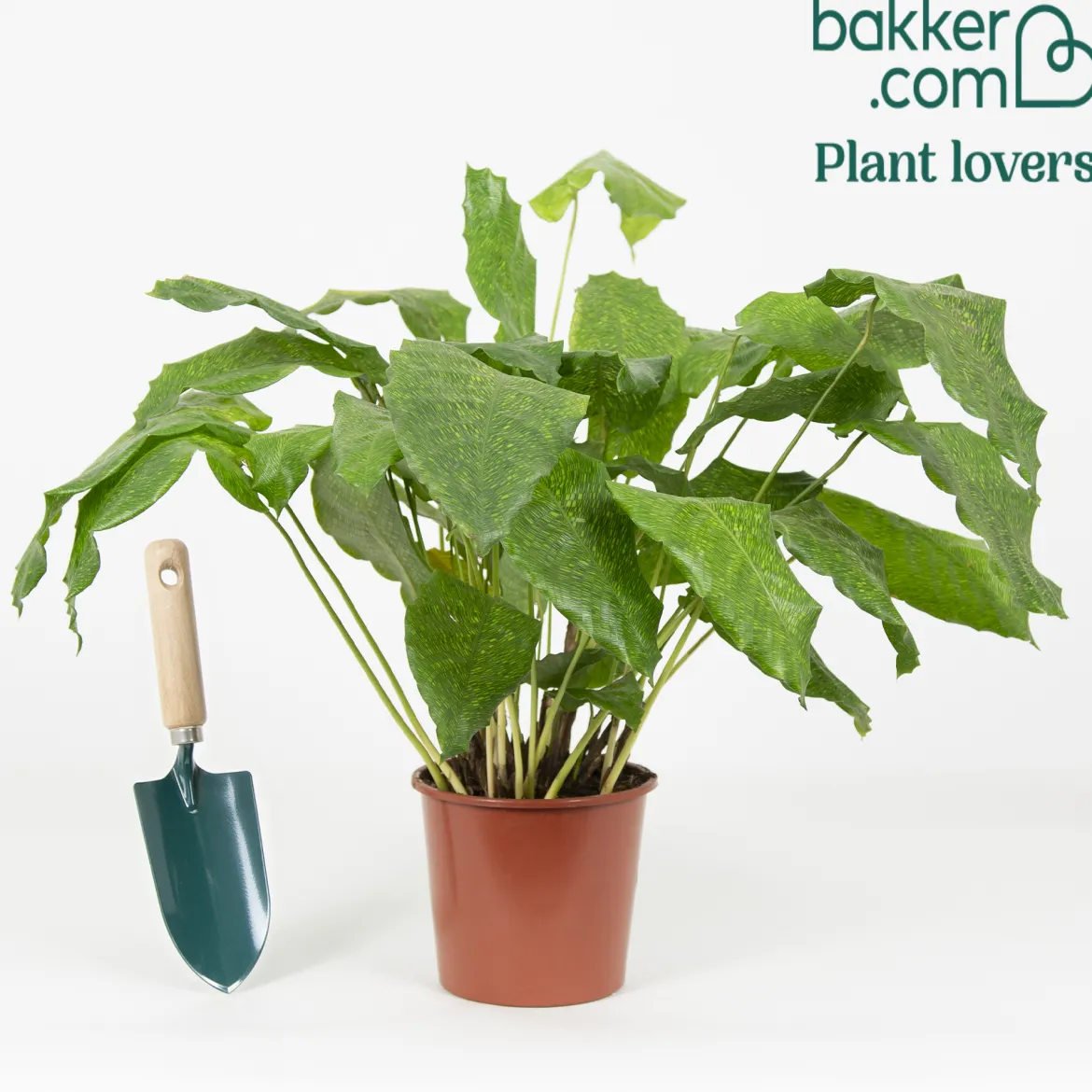 Calathea 'Network' - Un feuillage graphique unique