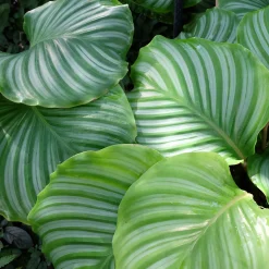 Calathea orbifolia - Le feuillage qui bouge