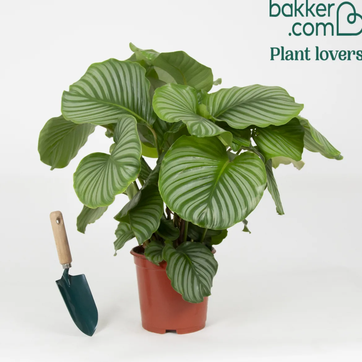 Calathea orbifolia - Le feuillage qui bouge