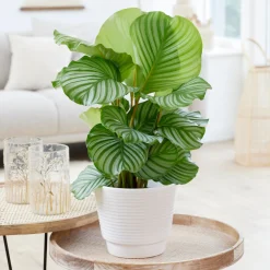 Calathea orbifolia - Le feuillage qui bouge
