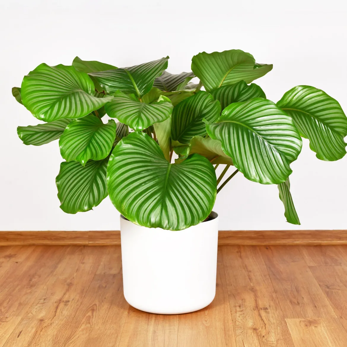 Calathea orbifolia - Le feuillage qui bouge