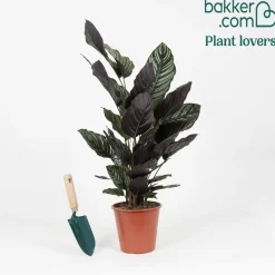 Calathea 'Ornata' XL - Feuillage rayé effet waouh