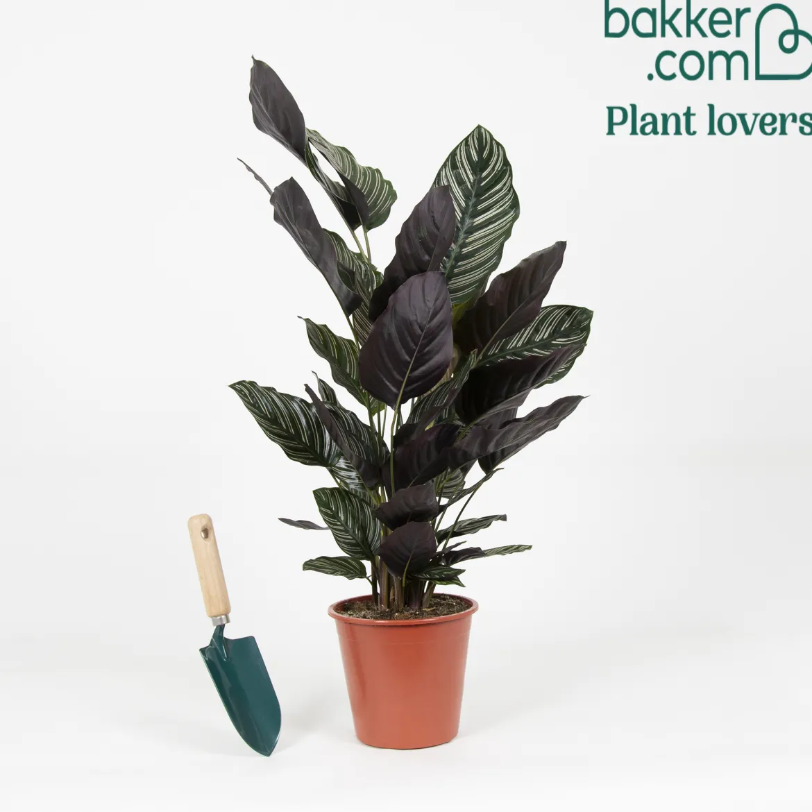 Calathea 'Ornata' XL - Feuillage rayé effet waouh