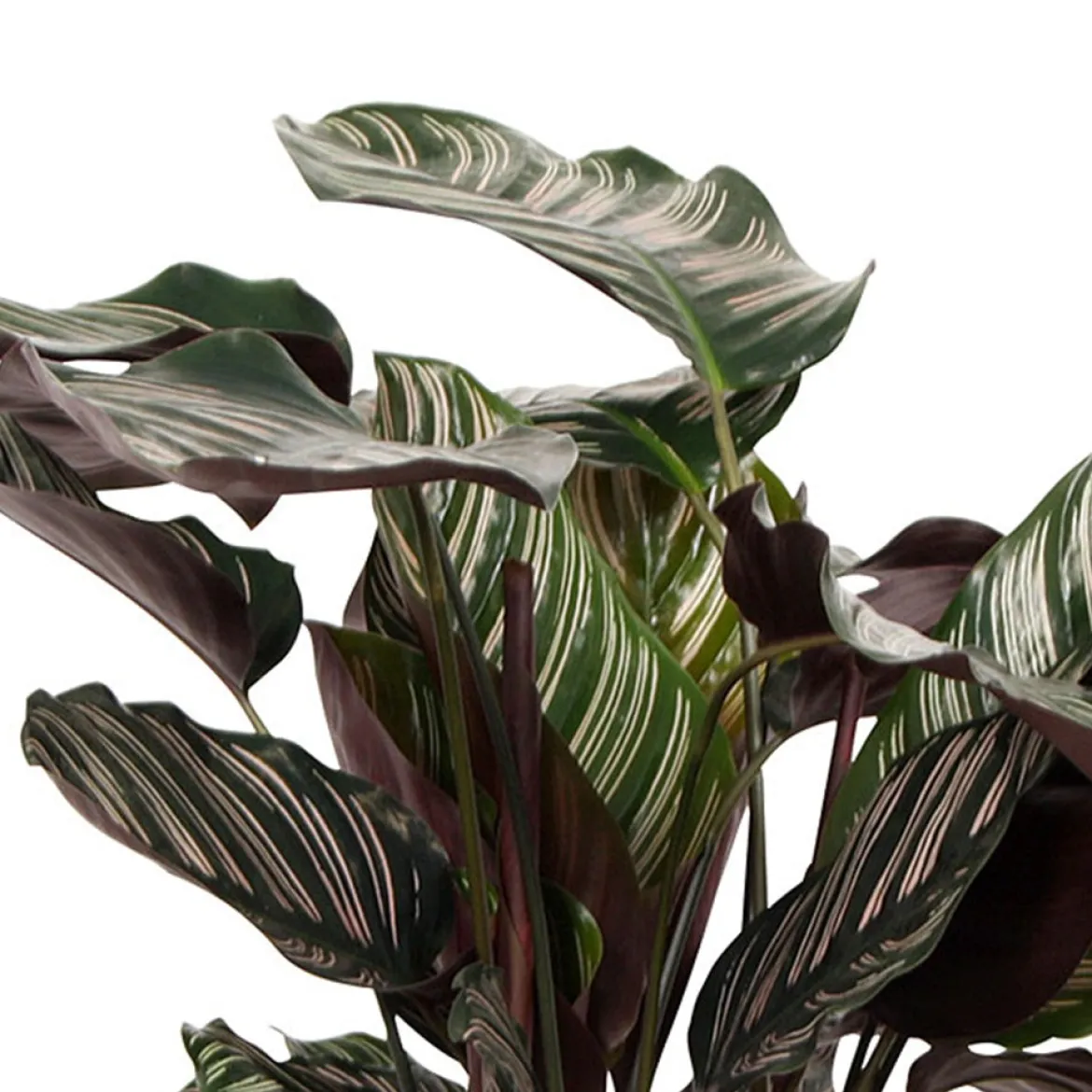 Calathea 'Ornata' XL - Feuillage rayé effet waouh