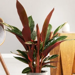 Calathea Stromanthe 'Triostar' - Le feuillage rose qui bouge