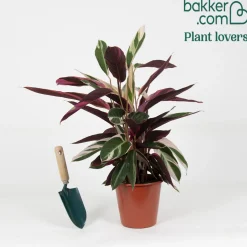 Calathea Stromanthe 'Triostar' - Le feuillage rose qui bouge