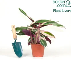 Calathea Stromanthe 'Triostar' - Le feuillage rose qui bouge
