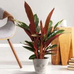 Calathea Stromanthe 'Triostar' - Le feuillage rose qui bouge