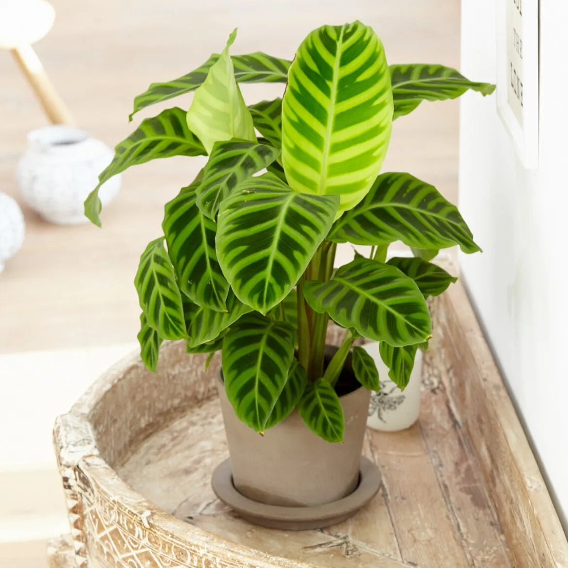 Calathea zebrina - Un feuillage qui bouge