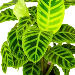Calathea zebrina - Un feuillage qui bouge