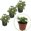 3 Calibrachoas PinkTastic - Cascade rose tout l'été