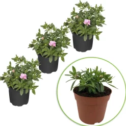 3 Calibrachoas PinkTastic - Cascade rose tout l'été