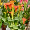 2 Calla Peach Pearl - La fleur bouquet en pêche
