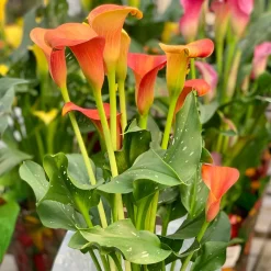 2 Calla Peach Pearl - La fleur bouquet en pêche