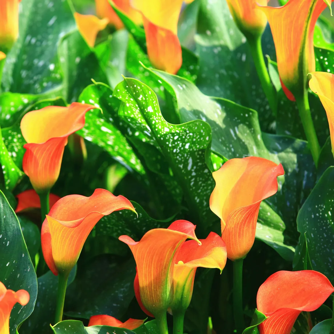 2 Calla Peach Pearl - La fleur bouquet en pêche