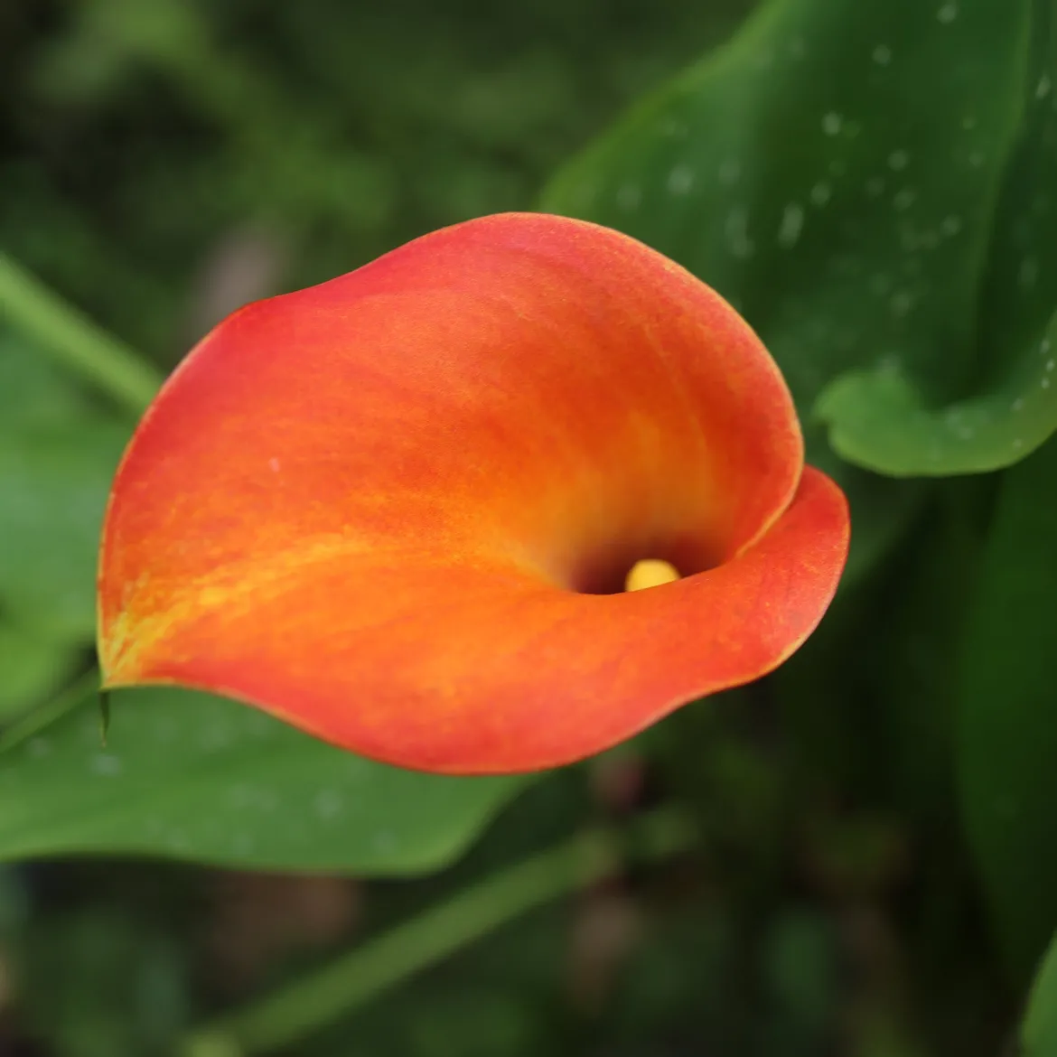 2 Calla Peach Pearl - La fleur bouquet en pêche