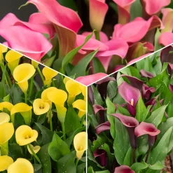 3 Callas rose, jaune, pourpre en mélange - Trois couleurs, un effet chic