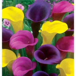 3 Callas rose, jaune, pourpre en mélange - Trois couleurs, un effet chic