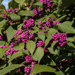 Callicarpa Profusion - Des baies violettes en hiver