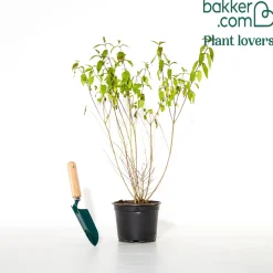 Callicarpa Profusion - Des baies violettes en hiver