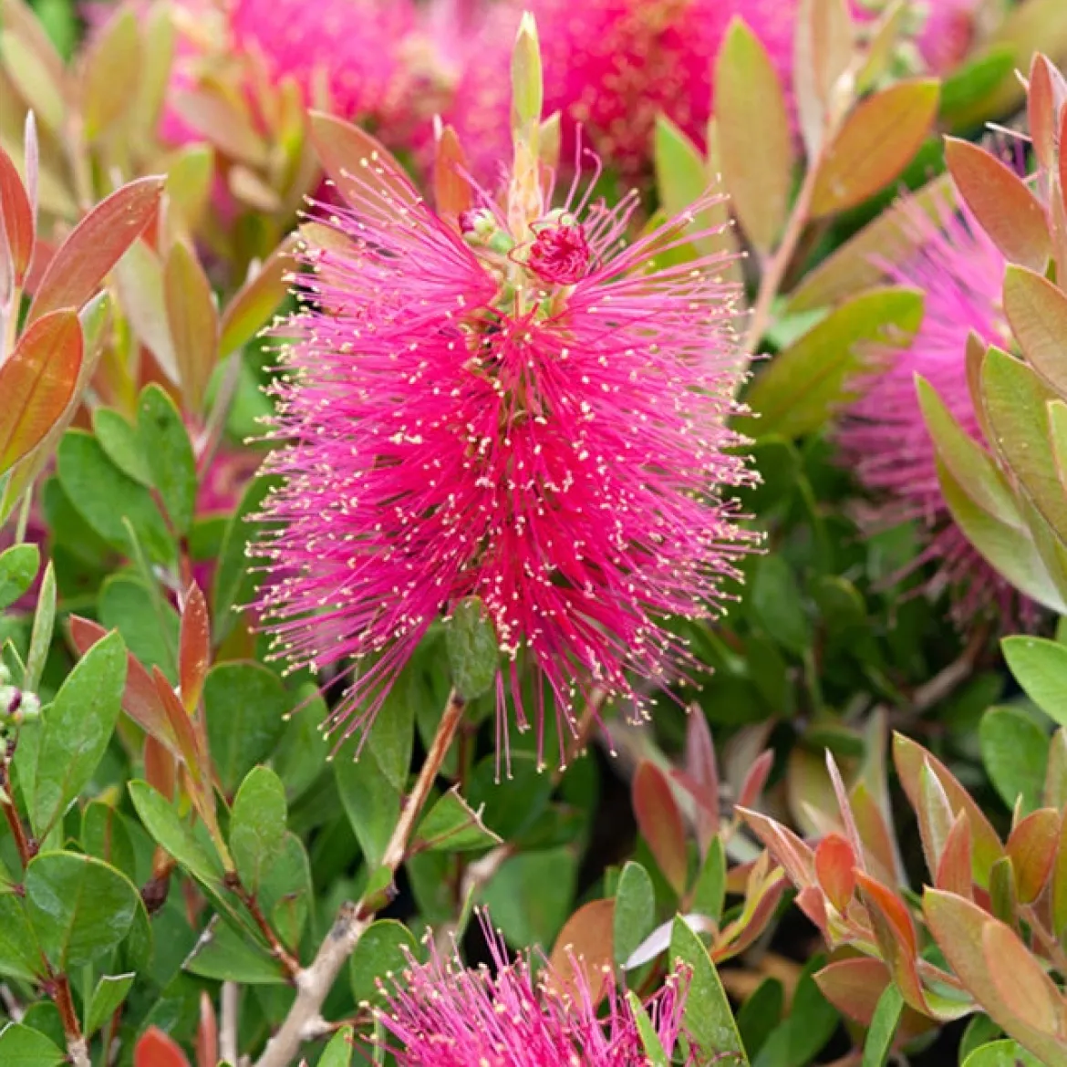 Callistemon Hot Pink - Rince-bouteille rose - Des goupillons roses tout l'été