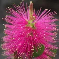 Callistemon Hot Pink - Rince-bouteille rose - Des goupillons roses tout l'été