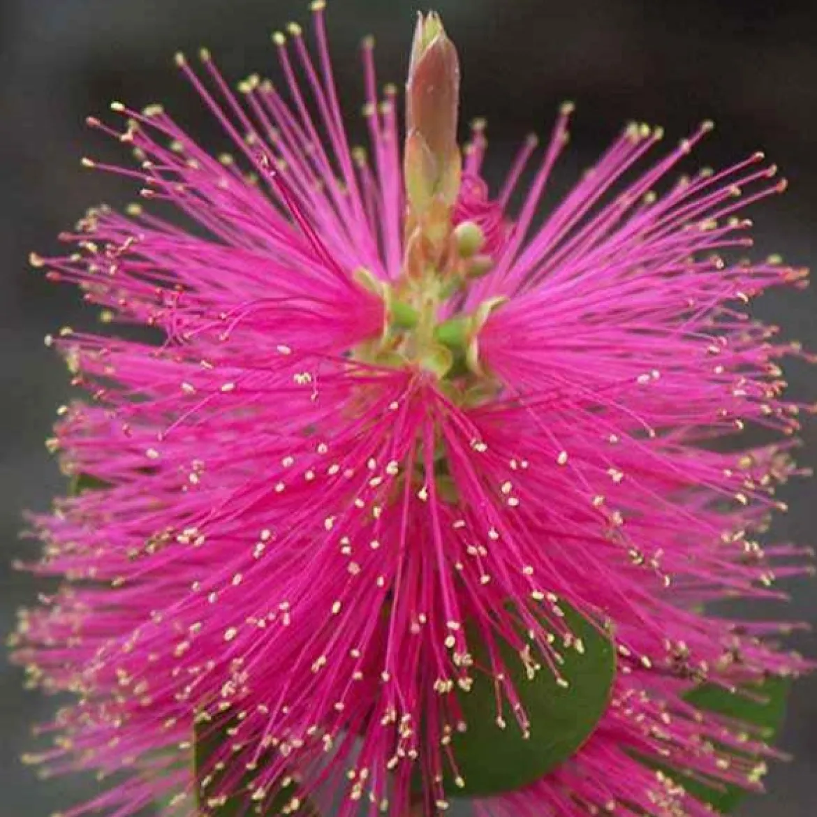 Callistemon Hot Pink - Rince-bouteille rose - Des goupillons roses tout l'été