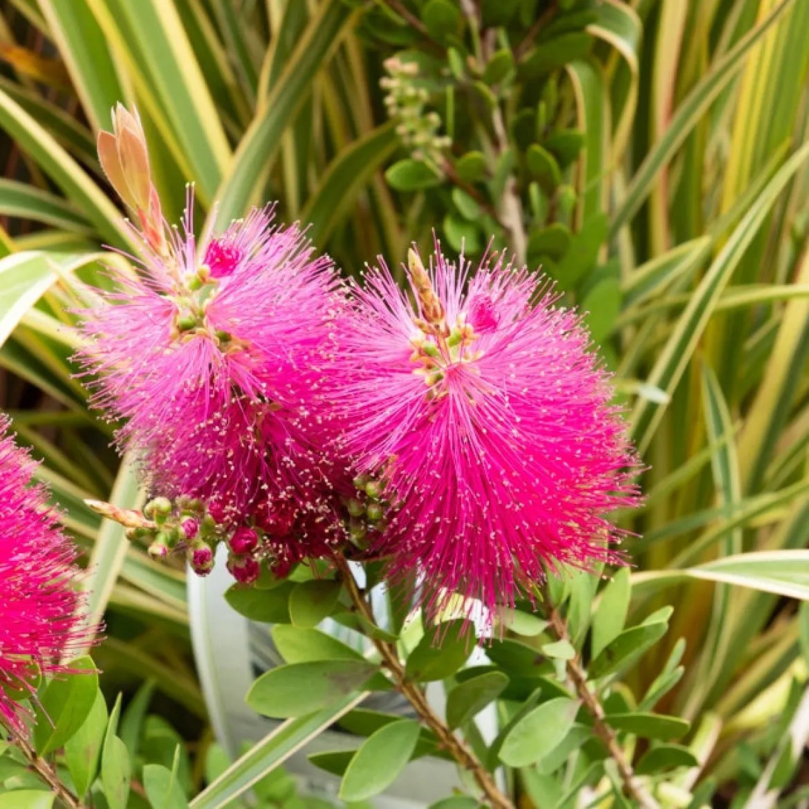Callistemon Hot Pink - Rince-bouteille rose - Des goupillons roses tout l'été