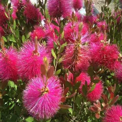 Callistemon Hot Pink - Rince-bouteille rose - Des goupillons roses tout l'été