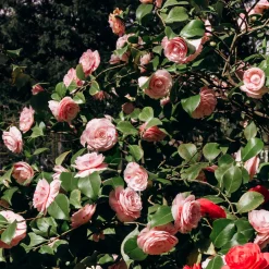 Camélia bicolore - Fleurs striées dès le printemps
