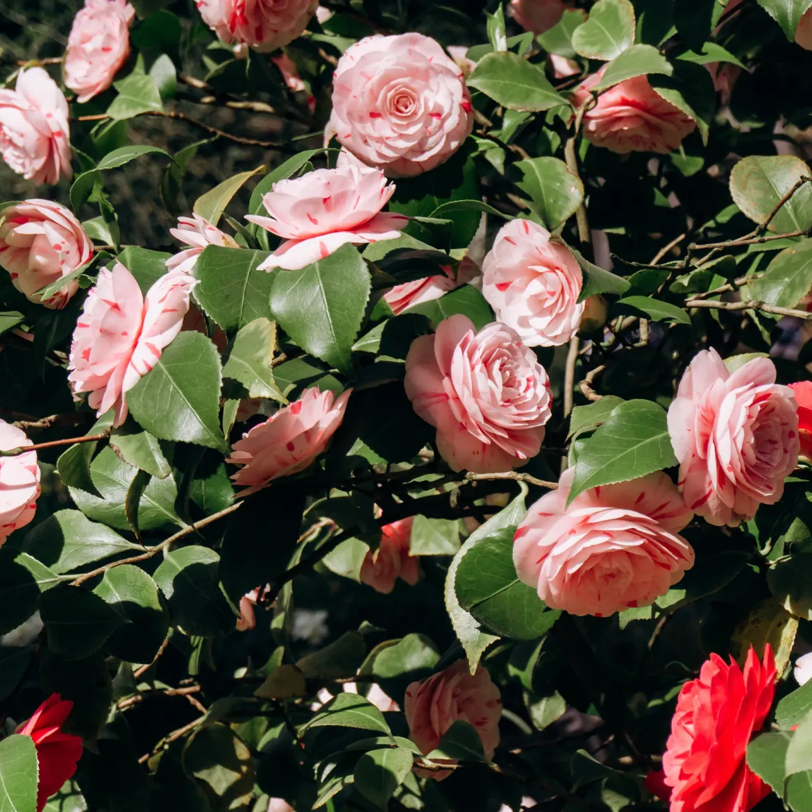 Camélia bicolore - Fleurs striées dès le printemps