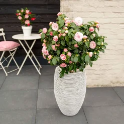 Camélia du Japon 'Bonomiana' - Fleurs roses en plein hiver