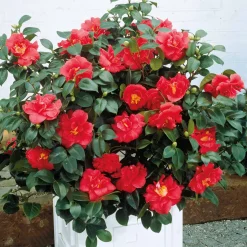 Camélia du Japon à fleurs doubles rouge - Fleurs rouges dès l'hiver