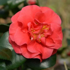 Camélia du Japon à fleurs doubles rouge - Fleurs rouges dès l'hiver