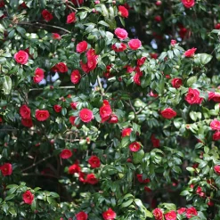 Camélia du Japon à fleurs doubles rouge - Fleurs rouges dès l'hiver