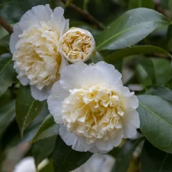 Camélia du Japon à fleurs doubles blanches - Fleurs blanches en plein hiver