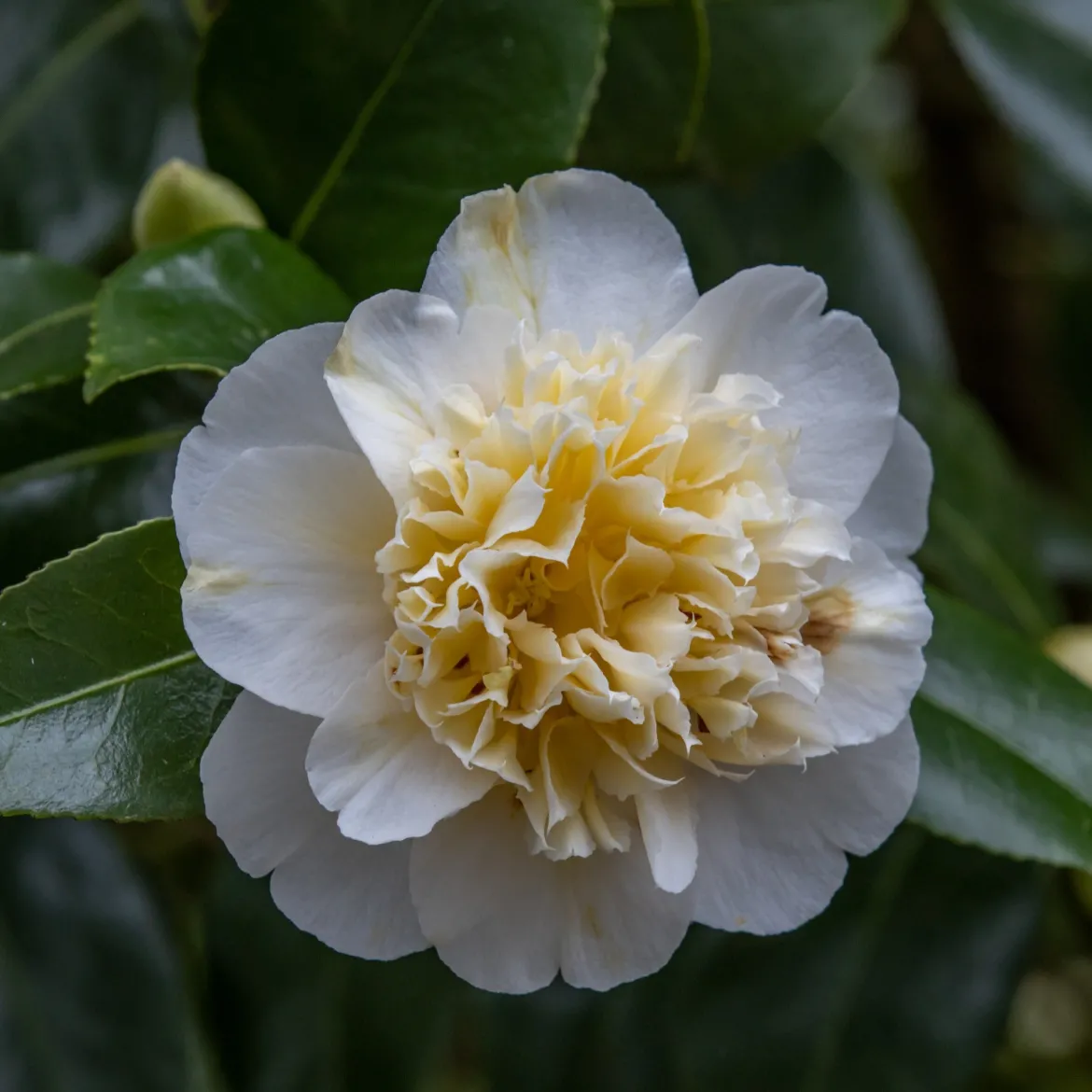 Camélia du Japon à fleurs doubles blanches - Fleurs blanches en plein hiver