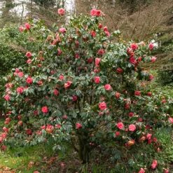 Camélia du Japon à fleurs doubles roses - Des fleurs roses en plein hiver