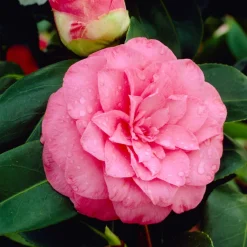 Camélia du Japon à fleurs doubles roses - Des fleurs roses en plein hiver