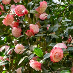 Camélia du Japon Nuccio's Pearl - Fleurs parfaites en plein hiver