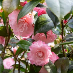 Camélia du Japon Nuccio's Pearl - Fleurs parfaites en plein hiver